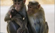 A family of Bonnet Macaque