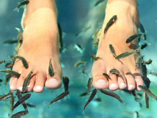 People fear that fish pedicure could lead to infection. (Image courtesy: whitesofwexford.ie)