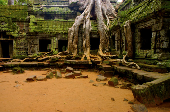 A tree's roots crawl over the ancient temple of Ta Phrom in Cambodia (Image © iStock.com/Matteodelt)