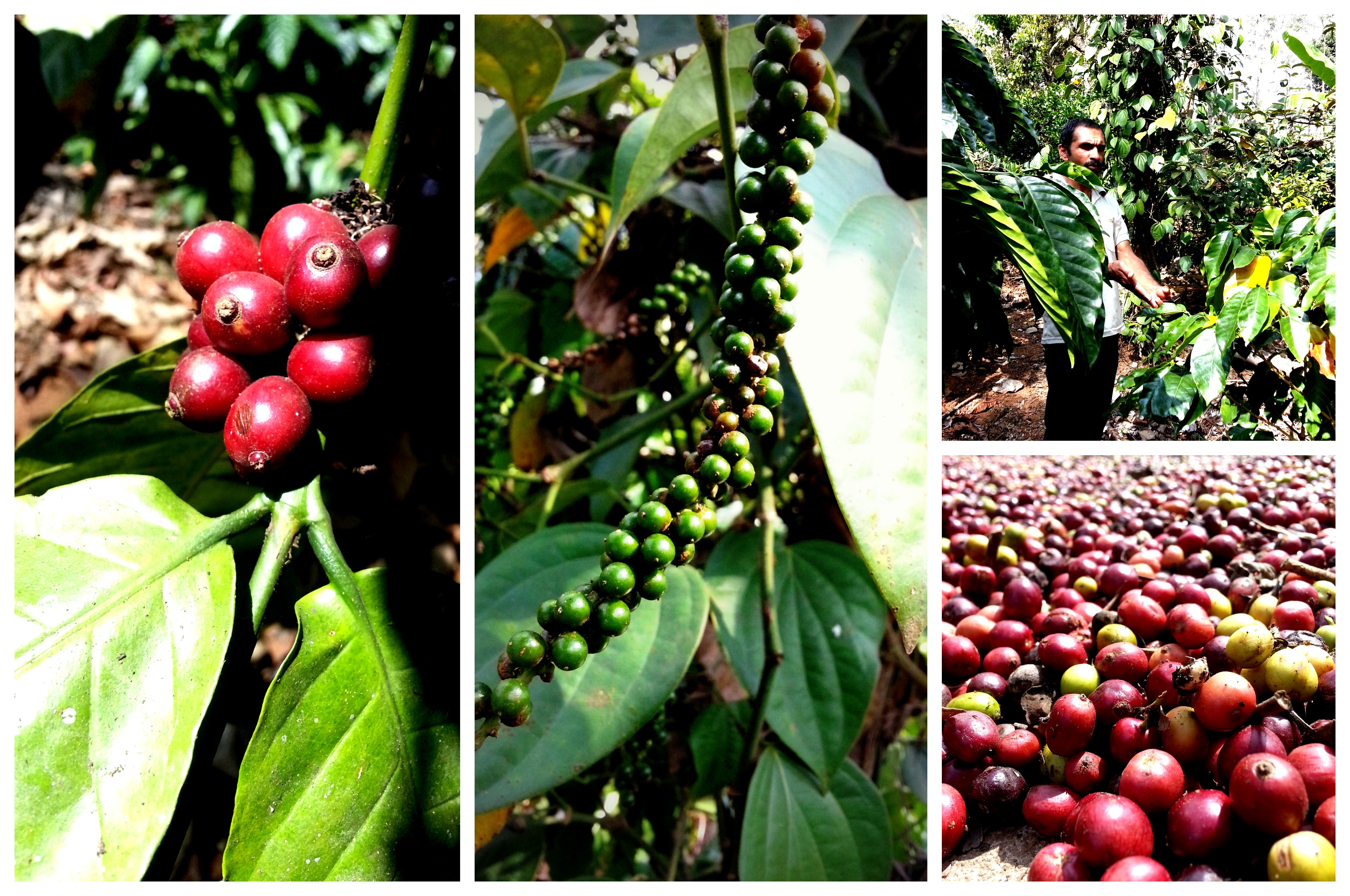 Clockwise from left: Coffee berries, pepper corns, the owner of the estate, coffee berries put out to dry. Image source: Dipankar Paul/Folomojo