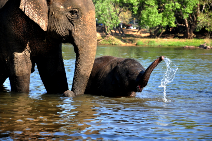 Naughty elephant cub. Image source: Dipankar Paul/Folomojo