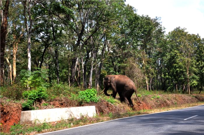 Elephant crossing. Image source: Dipankar Paul/Folomojo
