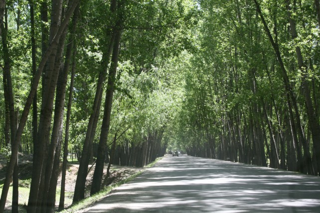The road to heaven – on the way to Pahalgam from Gulmarg. Image source: E Jayakrishnan/folomojo
