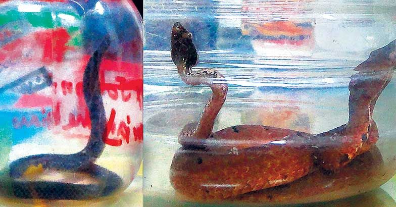 A couple of snakes found inside the baggage