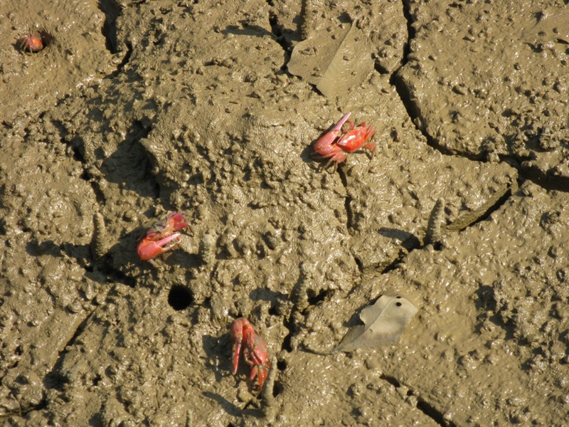 Red Crabs at  Bagagahana within the Bhitarkanika National Park