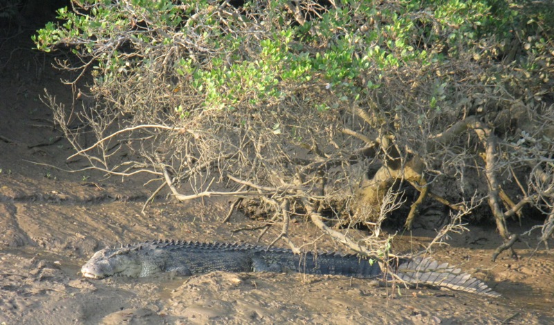 A crocodile basking in the sun at Bhitarkanika National Park