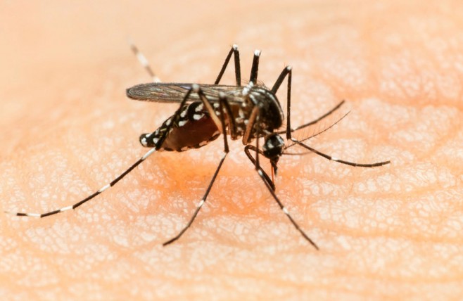 Aedes moquito. Source: NPR