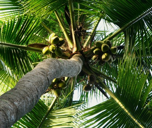 Plucking coconuts off the tree can be an elevating experience Image courtesy: touristmaker.com
