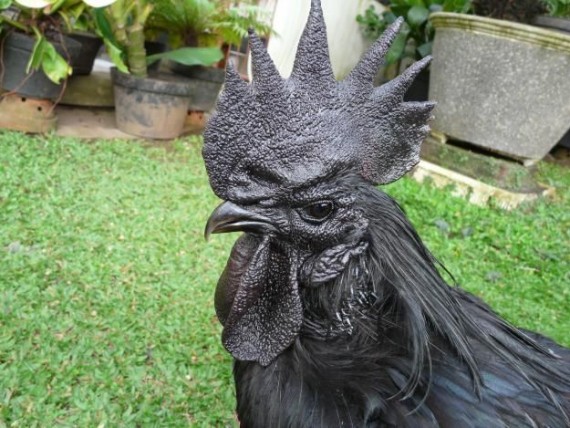 Black bird, the pirate. Image courtesy: viralforest.com