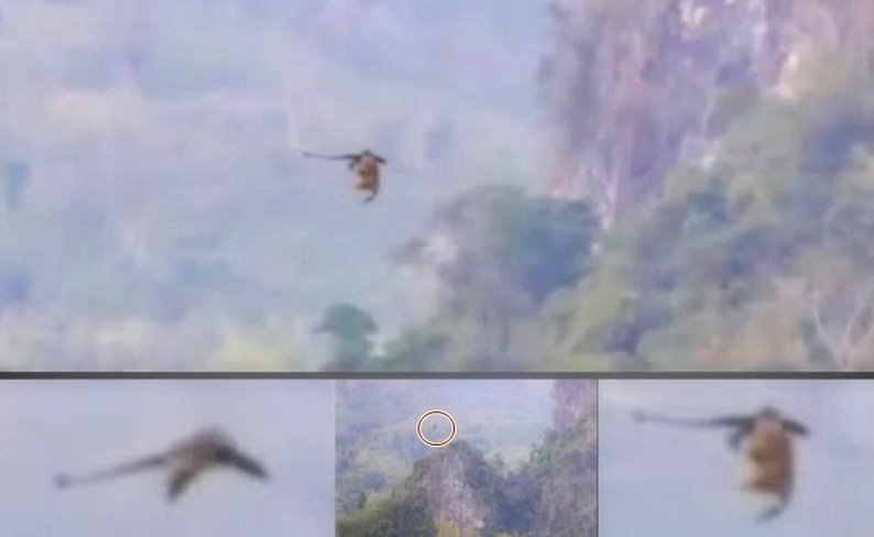 China: A mysterious flying creature that looks like a dragon caught on tape