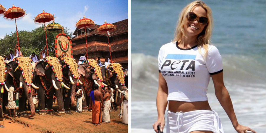Don’t miss Pamela Anderson’s ‘jumbo’ proposal to Kerala Chief Minister Oommen Chandy!